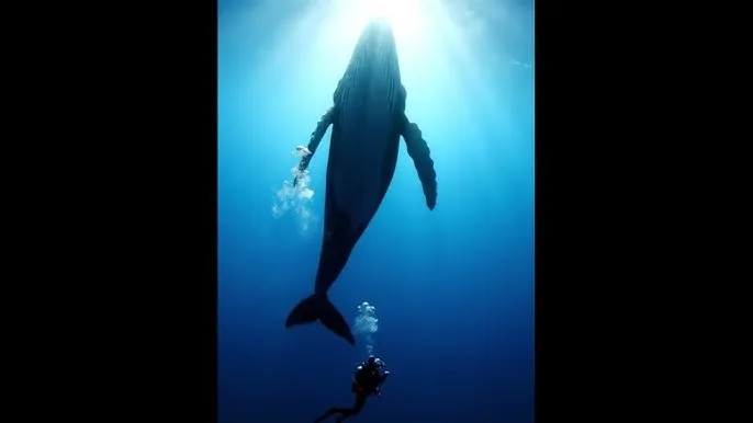 你好火焰蓝免费观看 - 深蓝星球：探索海洋深处的未知世界